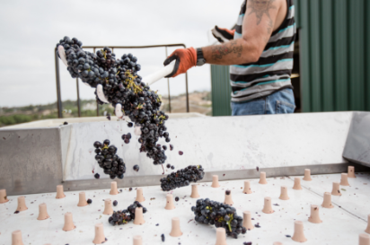 ernte Weinernte