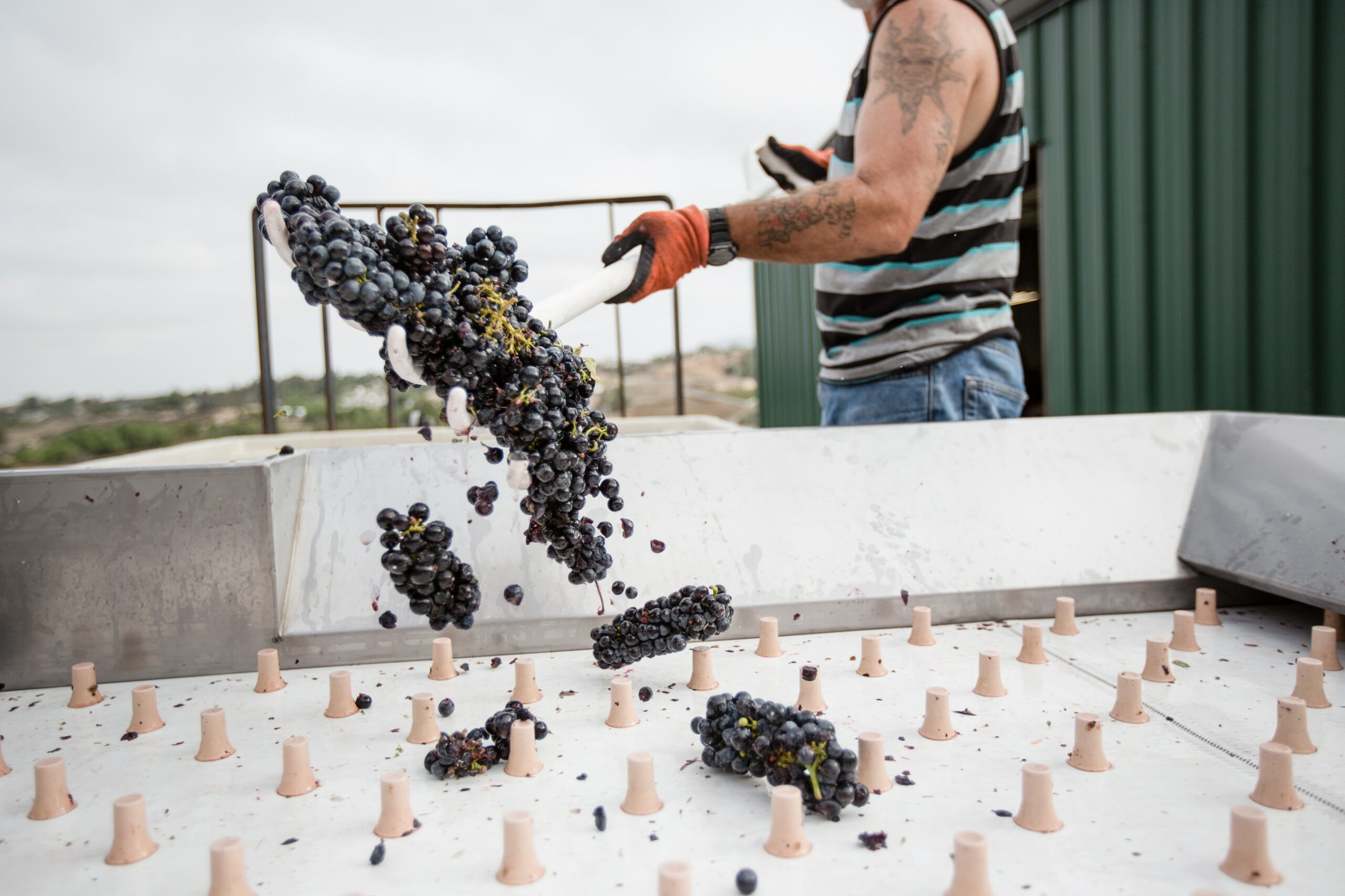vindemia-winery-AWHQyWEbOa4-unsplash Traubenarbeit