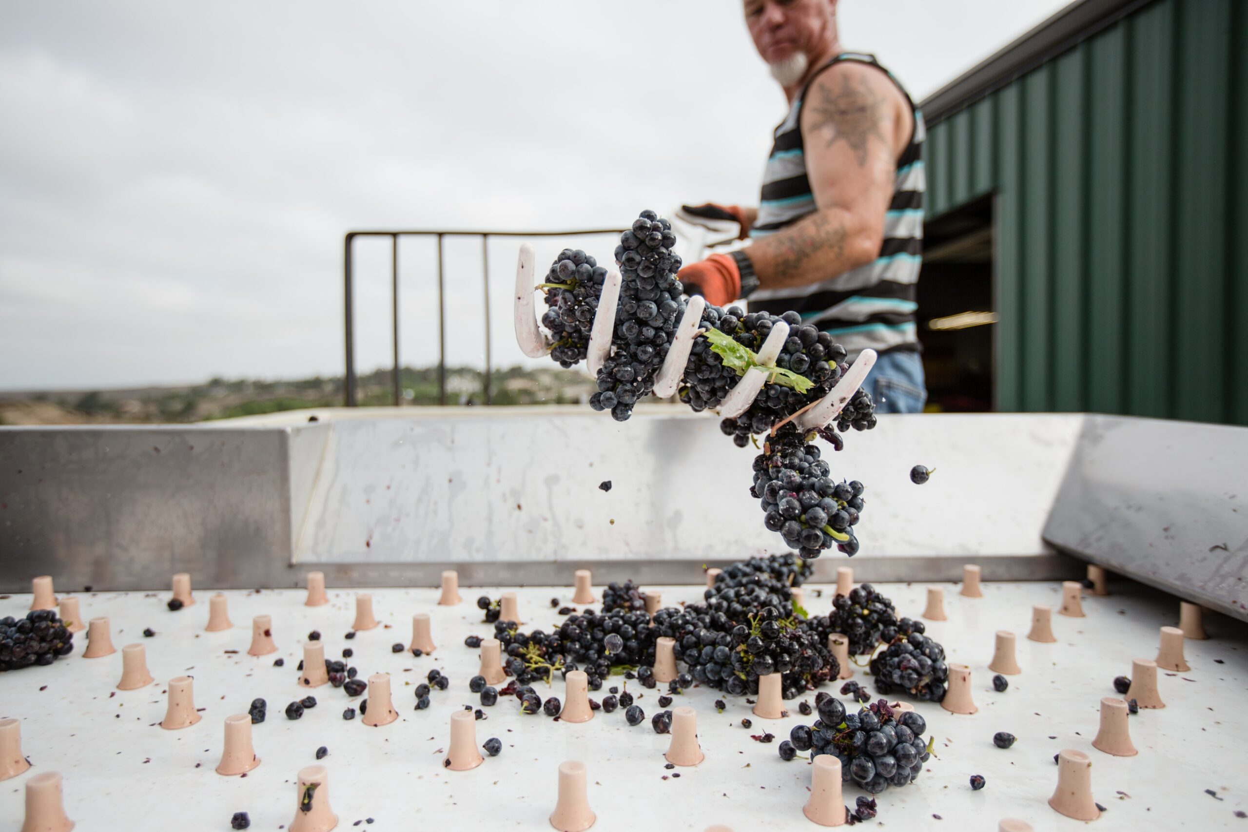 vindemia-winery-k-tyMT32jzM-unsplash Weingartenarbeit Traubenarbeit